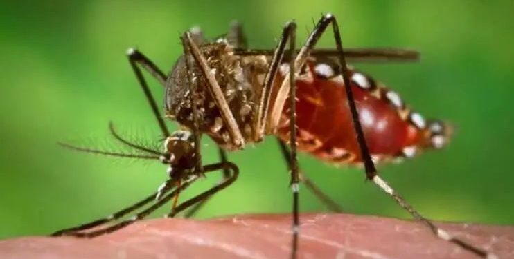 मिरज | भाजप वाहतूक सेनेच्या उपाध्यक्षांचा डेंग्यूने घेतला बळी, नागरिकांचा महापालिकेवर राेष