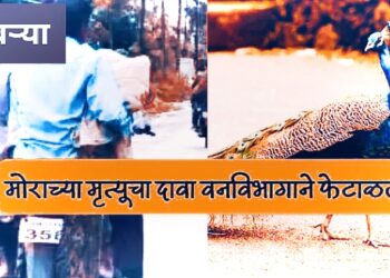 सांगली ब्रेकिंग | वनविभागाचा निर्लज्जपणा समोर ! “कट्टेबाई’ यांच्यासहित कार्यालयीन सहकारीही पट्टीचे खोटारडे व भामटे निघाले..? अधिवेशनात सांगितलं ढळढळीत खोटं, ‘तो’ मोर मेला नसल्याचा केला दावा ; वनविभागाच्या “थोतांड’ कारभाराबाबत राज्यभरात संताप..!