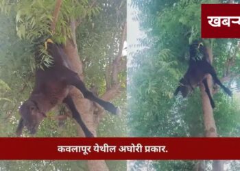 सांगली जिल्ह्यातील संतापजनक प्रकार, सर्वत्र खळबळ.. वाचा सविस्तर..!