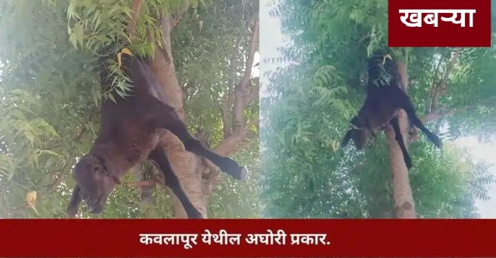 सांगली जिल्ह्यातील संतापजनक प्रकार, सर्वत्र खळबळ.. वाचा सविस्तर..!