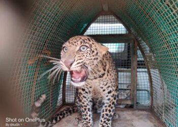 कवठेमहांकाळमध्ये बिबट्या.? नागरिकांमध्ये भीतीचे वातावरण..!