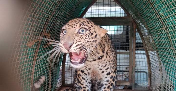 कवठेमहांकाळमध्ये बिबट्या.? नागरिकांमध्ये भीतीचे वातावरण..!