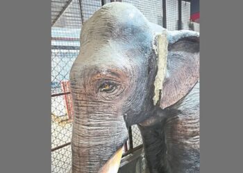 ब्रेकिंग | सांगलीत हिंदू एकता आंदोलन आक्रमक, केली ही’ मागणी 