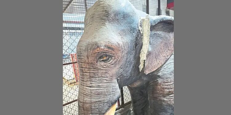 ब्रेकिंग | सांगलीत हिंदू एकता आंदोलन आक्रमक, केली ही’ मागणी 