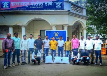 इस्लामपुरात २८ किलो गांजा जप्त, तिघांना अटक: एलसीबीची कारवाई; साडेआठ लाखांचा मुद्देमाल