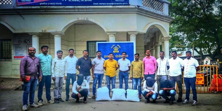 इस्लामपुरात २८ किलो गांजा जप्त, तिघांना अटक: एलसीबीची कारवाई; साडेआठ लाखांचा मुद्देमाल