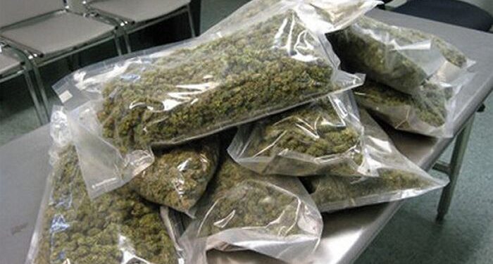 मोठी ब्रेकिंग | सांगली फाट्यावर ९ किलो गांजा जप्त, एकास अटक