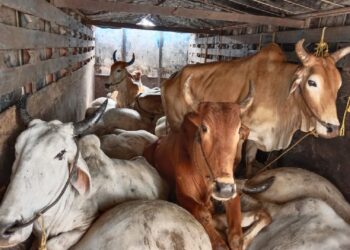 मिरज ब्रेकिंग | गोरक्षक संतापले, ५ वासरांचा मृत्यू तर ३१ वासरे जखमी : कत्तलीसाठी जनावरे नेताना पाठलाग चुकविला अन् वाहनाचा अपघात