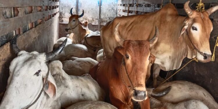 मिरज ब्रेकिंग | गोरक्षक संतापले, ५ वासरांचा मृत्यू तर ३१ वासरे जखमी : कत्तलीसाठी जनावरे नेताना पाठलाग चुकविला अन् वाहनाचा अपघात