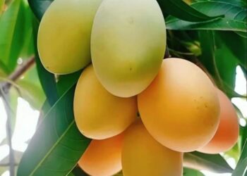 हापूसचा तोरा नरमला ; 1200 रुपये डझन विकला जाणारा हापूस आंबा आता फक्त ‘इतक्या’ रुपयात मिळणार, पुढे कसे राहणार भाव ?