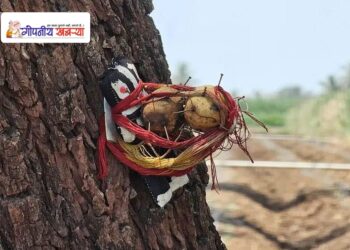 सांगली | शेतातील झाडावरच लिंबू, काळी बाहुली, दोरा अन् टाचण्या; सांगलीत नेमकं चाललंय तरी काय?