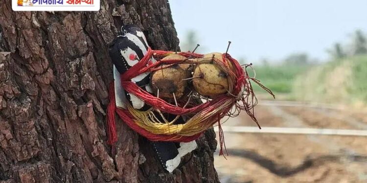 सांगली | शेतातील झाडावरच लिंबू, काळी बाहुली, दोरा अन् टाचण्या; सांगलीत नेमकं चाललंय तरी काय?