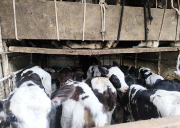 मोठी ब्रेकिंग | मिरजेत गोरक्षकांनी वाहन पकडले, तब्बल ४२ वासरांची वाहतूक करणाऱ्यास अटक, २ वासरांचा मृत्यू..!