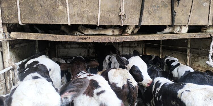 मोठी ब्रेकिंग | मिरजेत गोरक्षकांनी वाहन पकडले, तब्बल ४२ वासरांची वाहतूक करणाऱ्यास अटक, २ वासरांचा मृत्यू..!