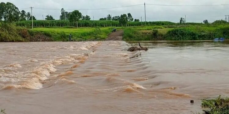 ब्रेकिंग | दत्तवाड येथील दूधगंगा नदीवरील दोन्ही बंधारे पाण्याखाली, वाहतूक ठप्प