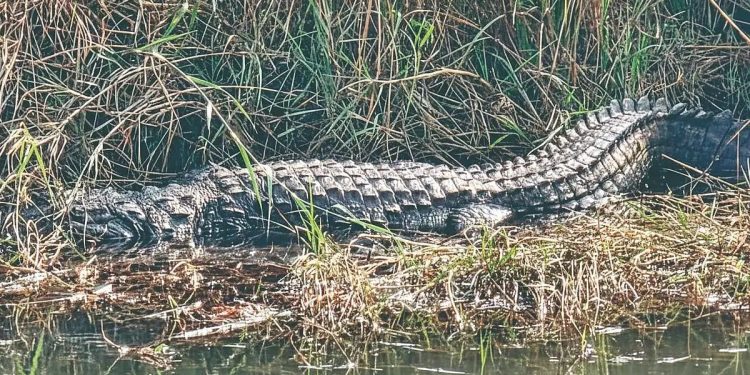 जयसिंगपूर | दानोळीत मगरीचा वावर.?