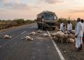 मिरज | मेंढ्यांच्या कळपाला ट्रकने चिरडले; ४० हून अधिक मेंढ्या ठार, २५ जखमी