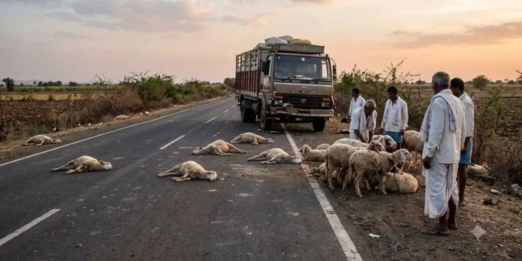 मिरज | मेंढ्यांच्या कळपाला ट्रकने चिरडले; ४० हून अधिक मेंढ्या ठार, २५ जखमी