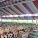 वारीसाठी सातारा पोलिसांची चोख सुरक्षा व्यवस्था, २७०० हून अधिक अधिकारी-कर्मचारी बंदोबस्तावर, २४ सराईत गुन्हेगार तडीपार
